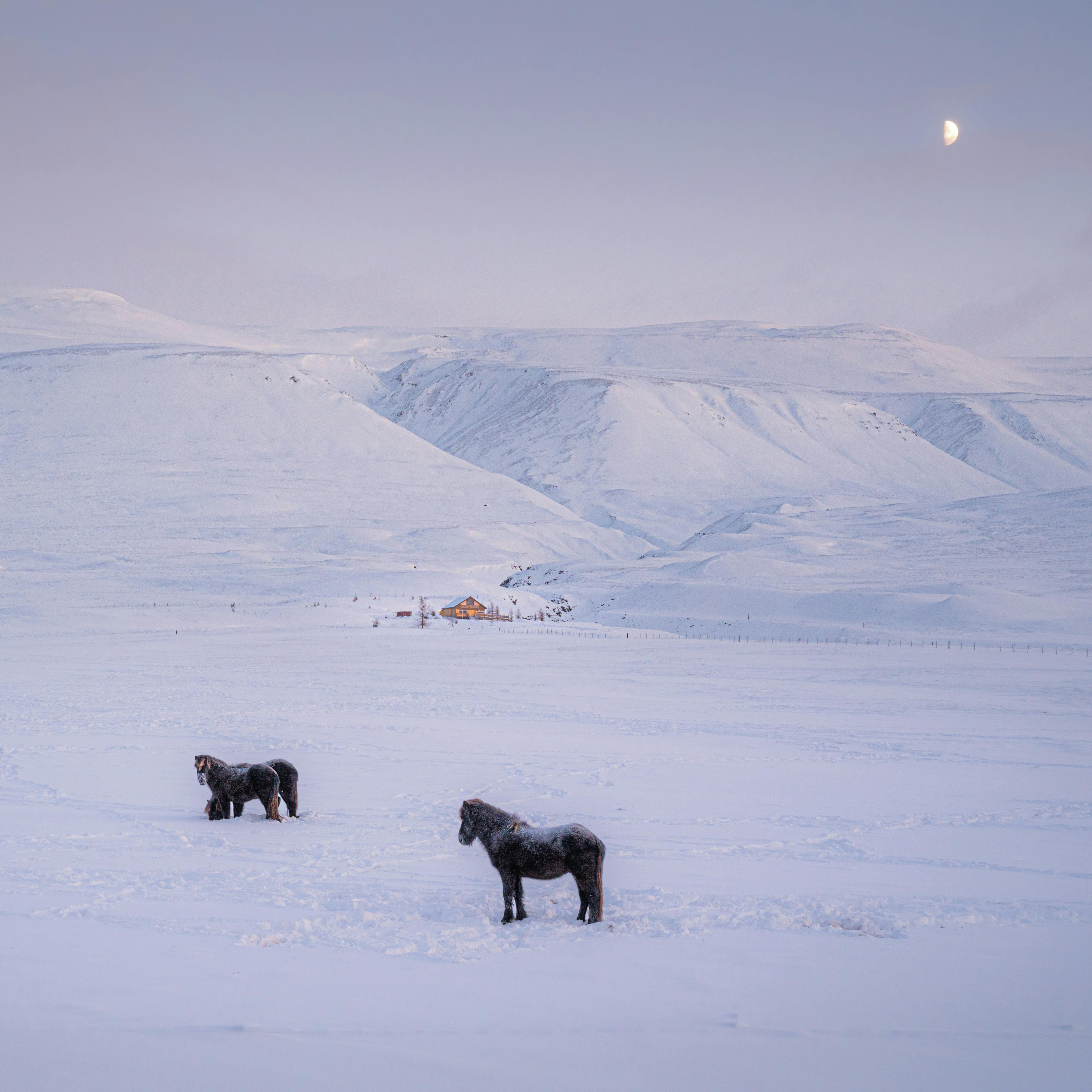 Two Icelandic horses stand on a snowy landscape under a crescent moon in Dalvík, Iceland.