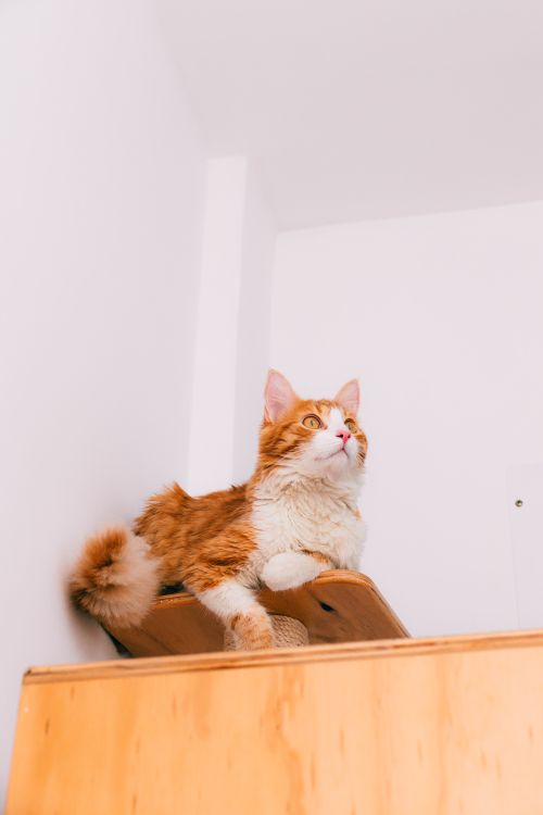 Free Ginger and white cat lounging on a wooden shelf indoors, looking upward. Perfect for pet lifestyle imagery. Stock Photo