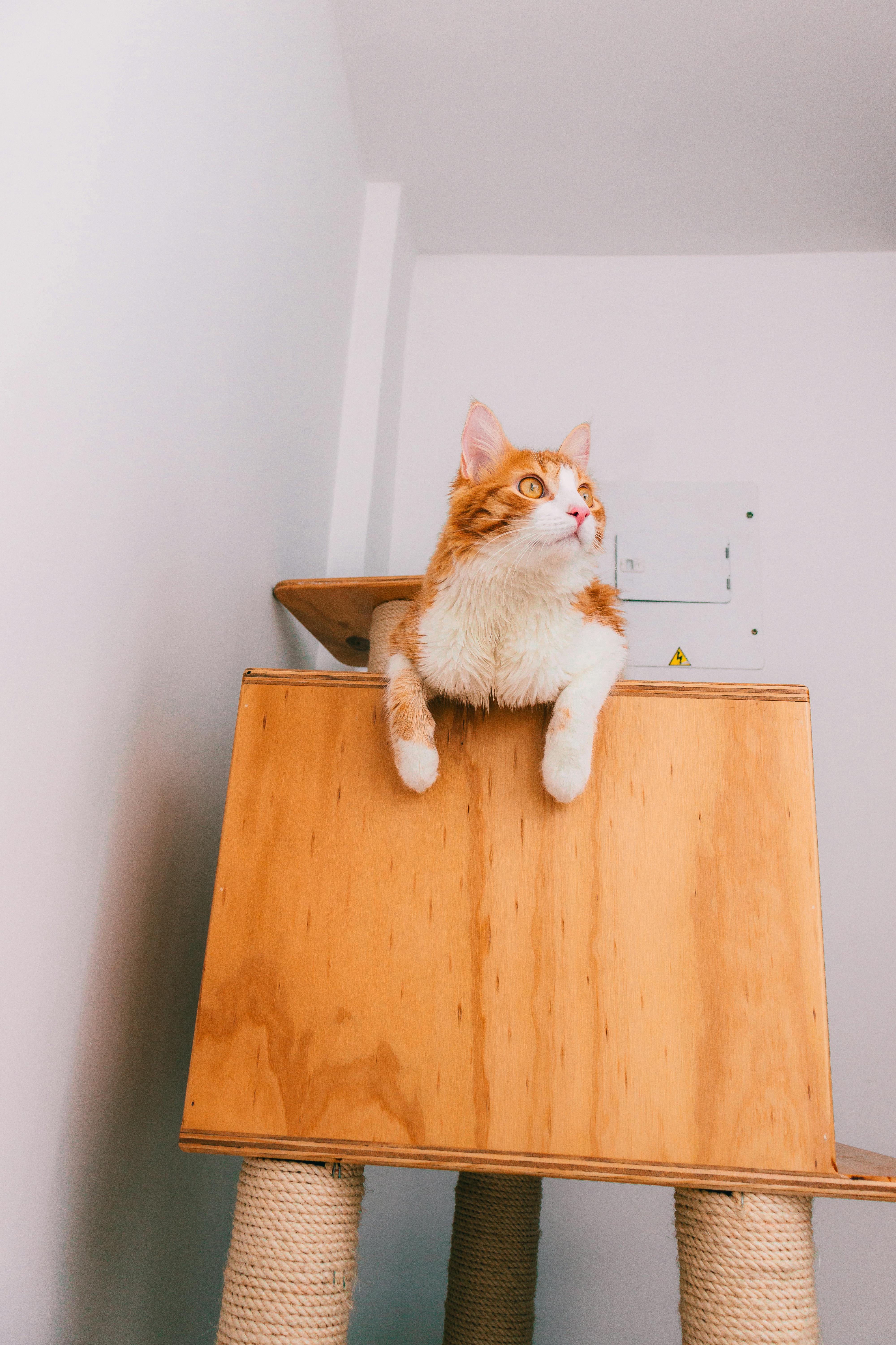 Orange and white cat lounging on a modern wooden cat tree indoors.