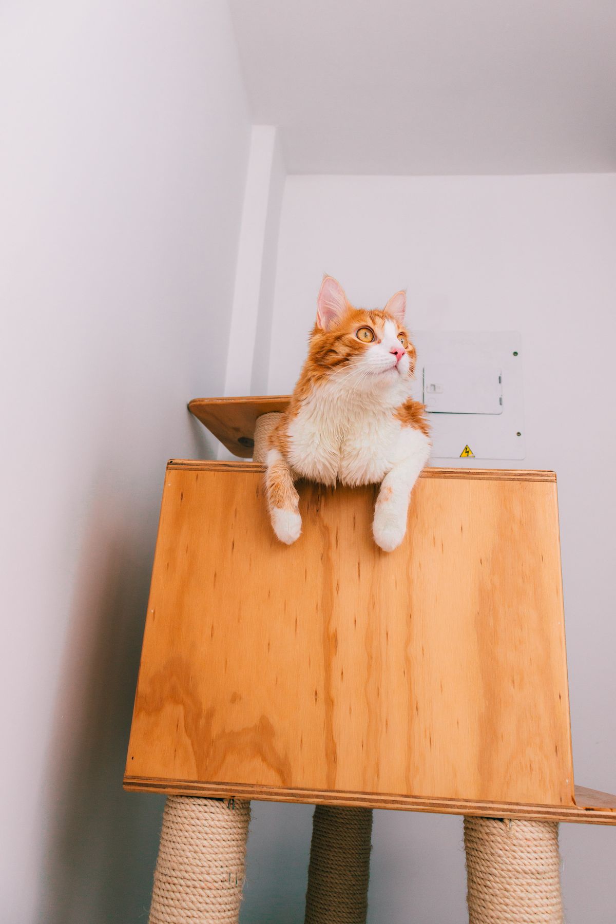 Cat using scratching furniture and enrichment area indoors