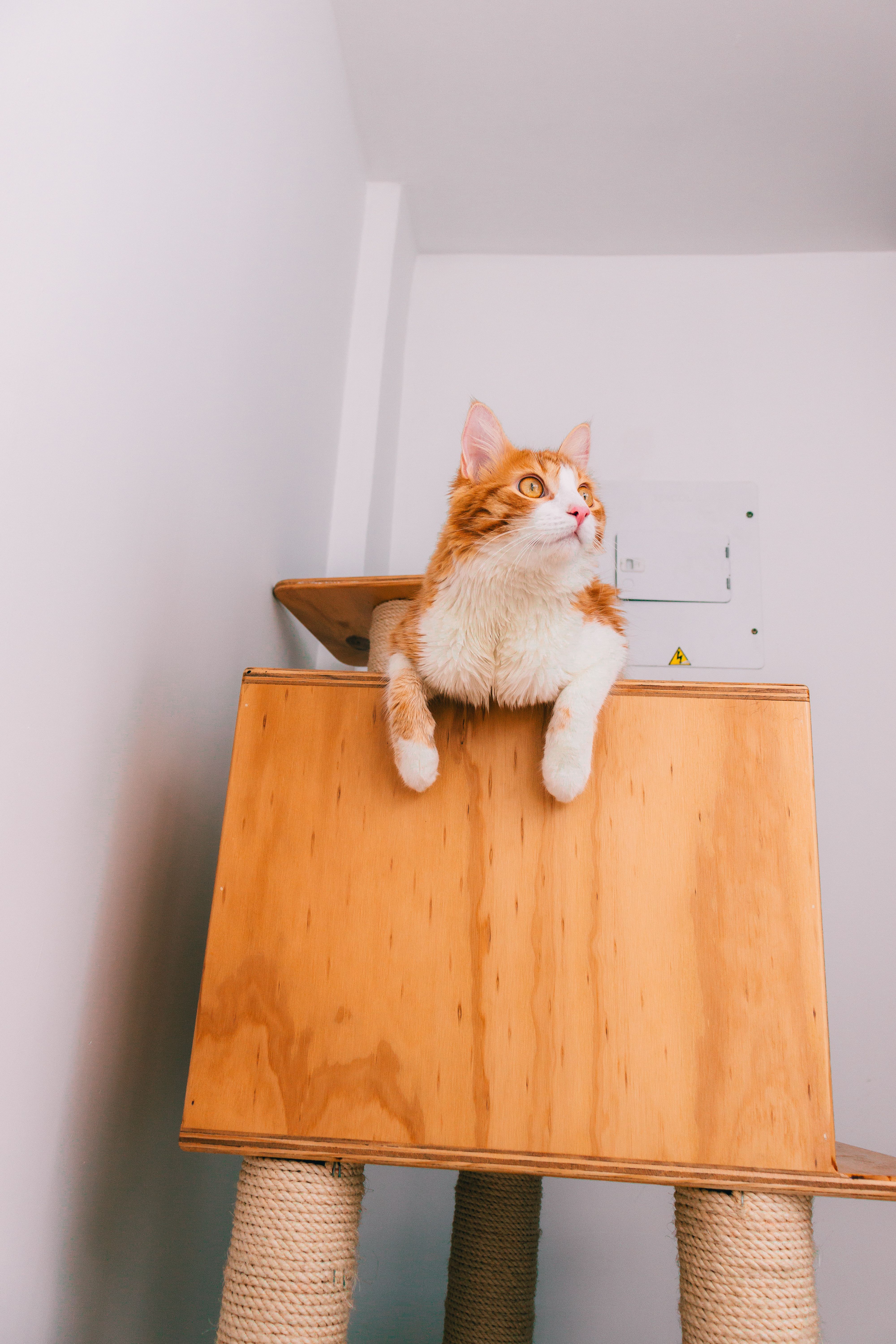 Orange and white cat relaxing on modern indoor pet furniture
