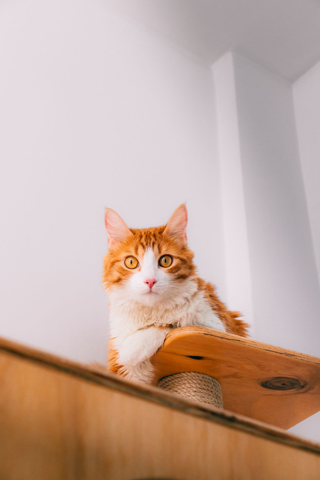明るい部屋の棚で猫が休んでいる様子