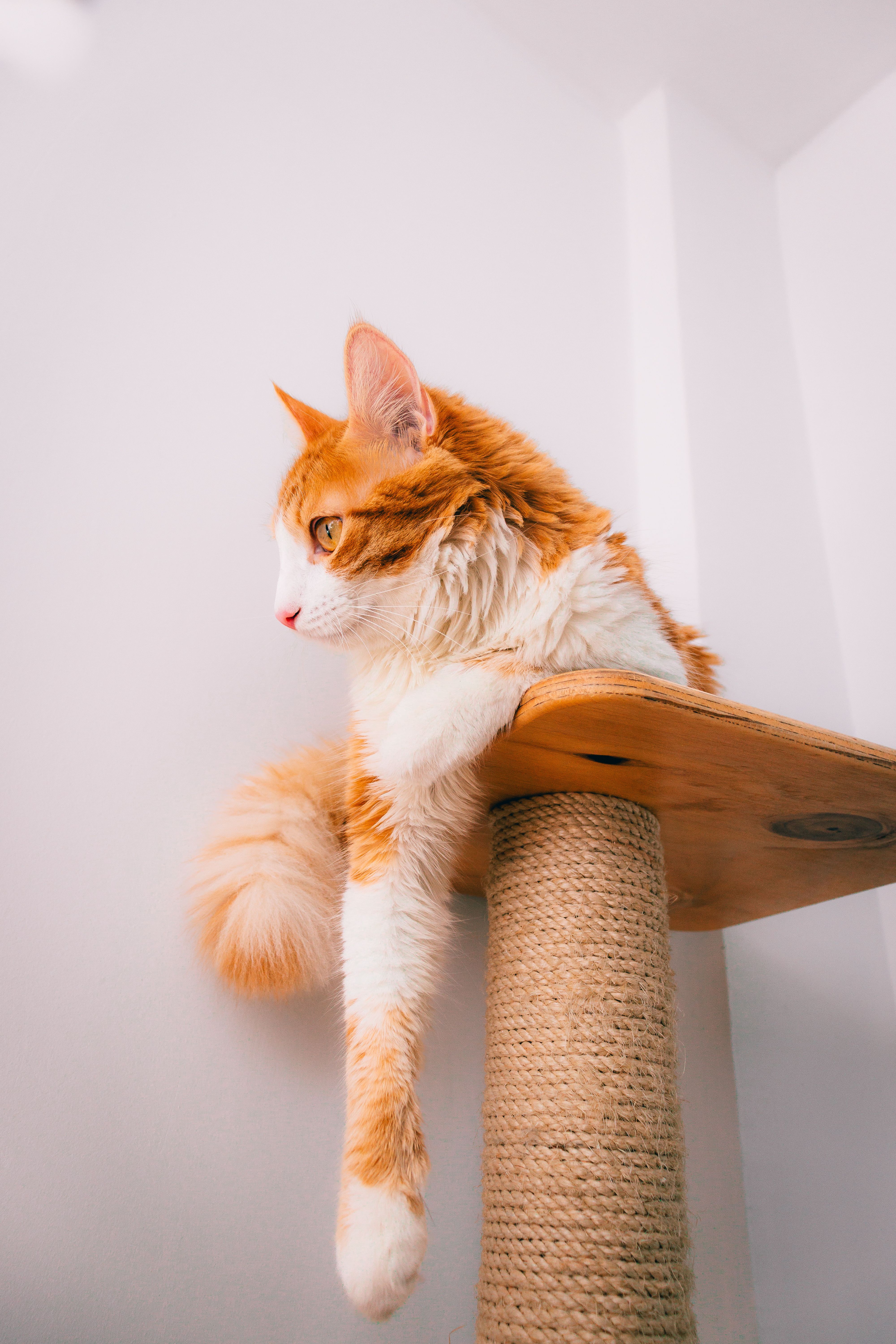 猫抓板
