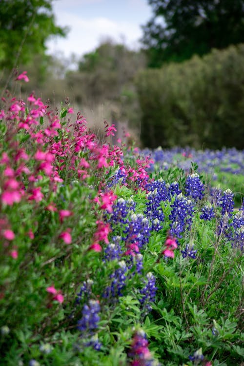 Kostenloses Stock Foto zu blumen, bunt, frisch