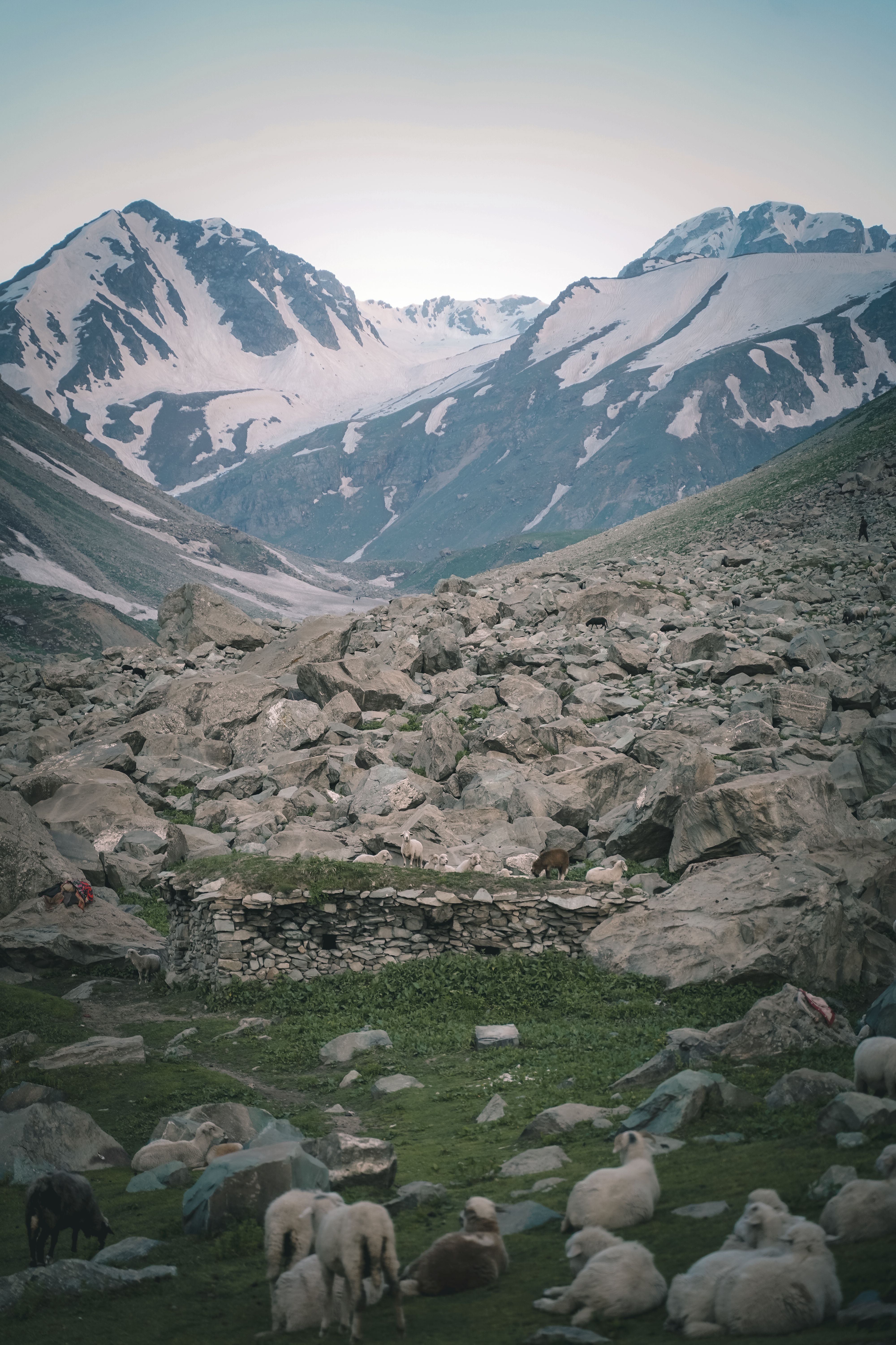 Sheep grazing peacefully in a rocky mountain pasture with scenic snowy peaks in the background.