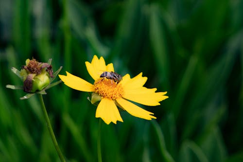 Бесплатное стоковое фото с beetle, выборочный фокус, желтые лепестки