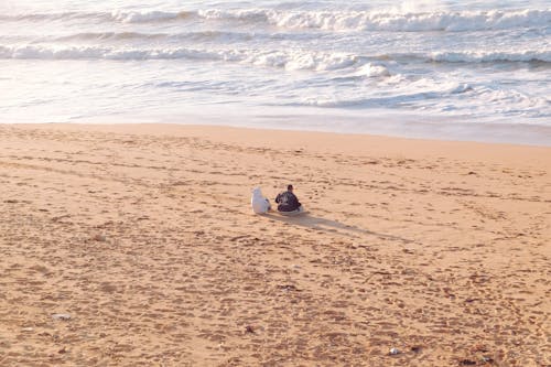 Безкоштовне стокове фото на тему «берег моря, відпустка, вода»