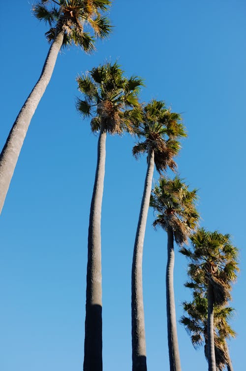 Row of Tall Palm Trees against Clear Blue Sky