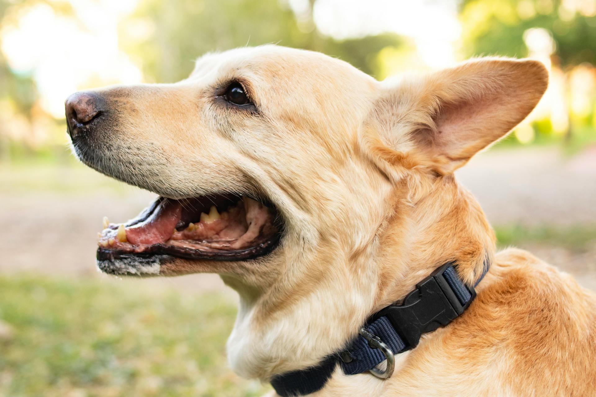 Close-up of Light Brown Dog Wearing a Collar