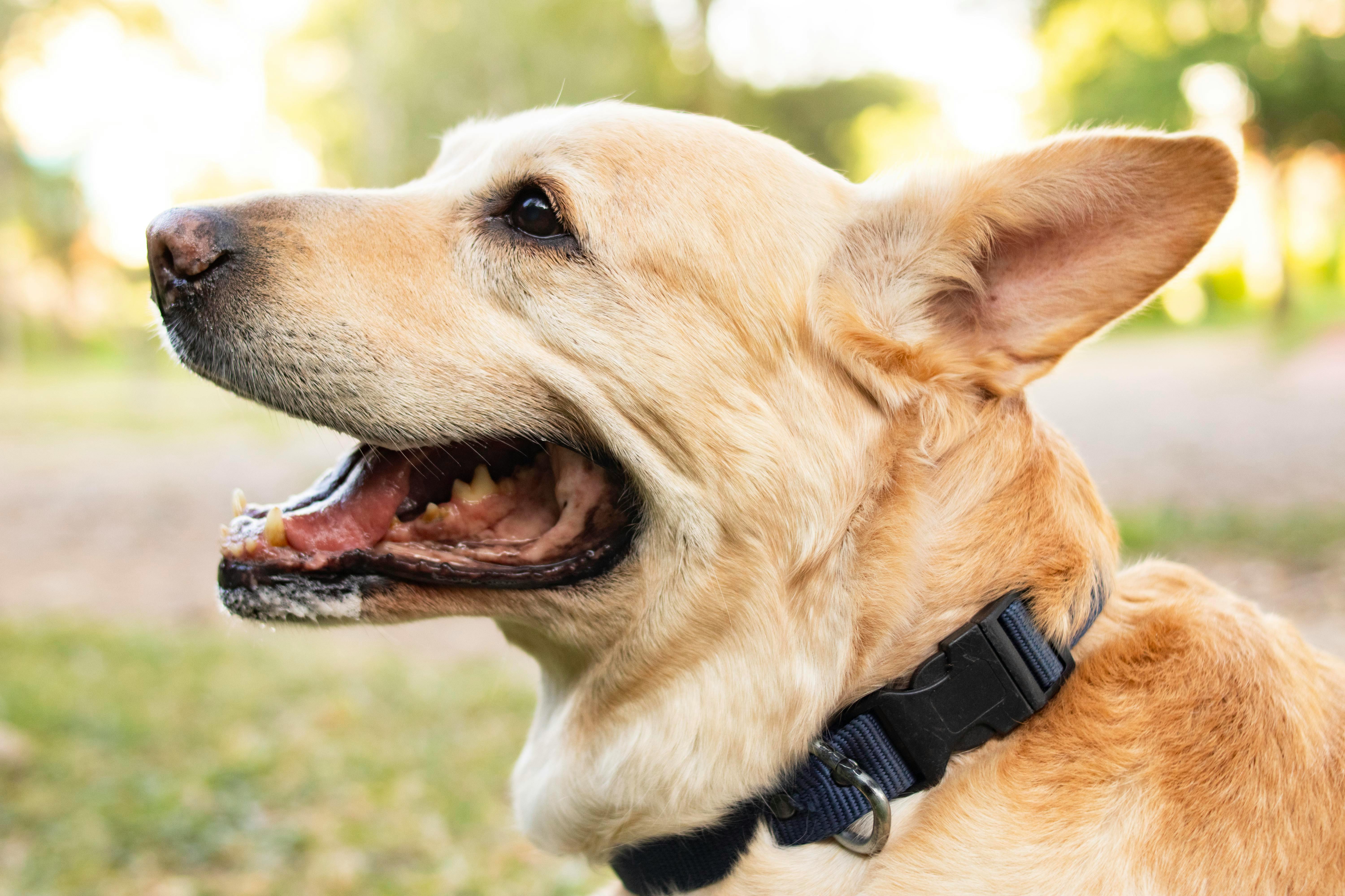 Closeup of Light Brown Dog Wearing a Collar · Free Stock Photo