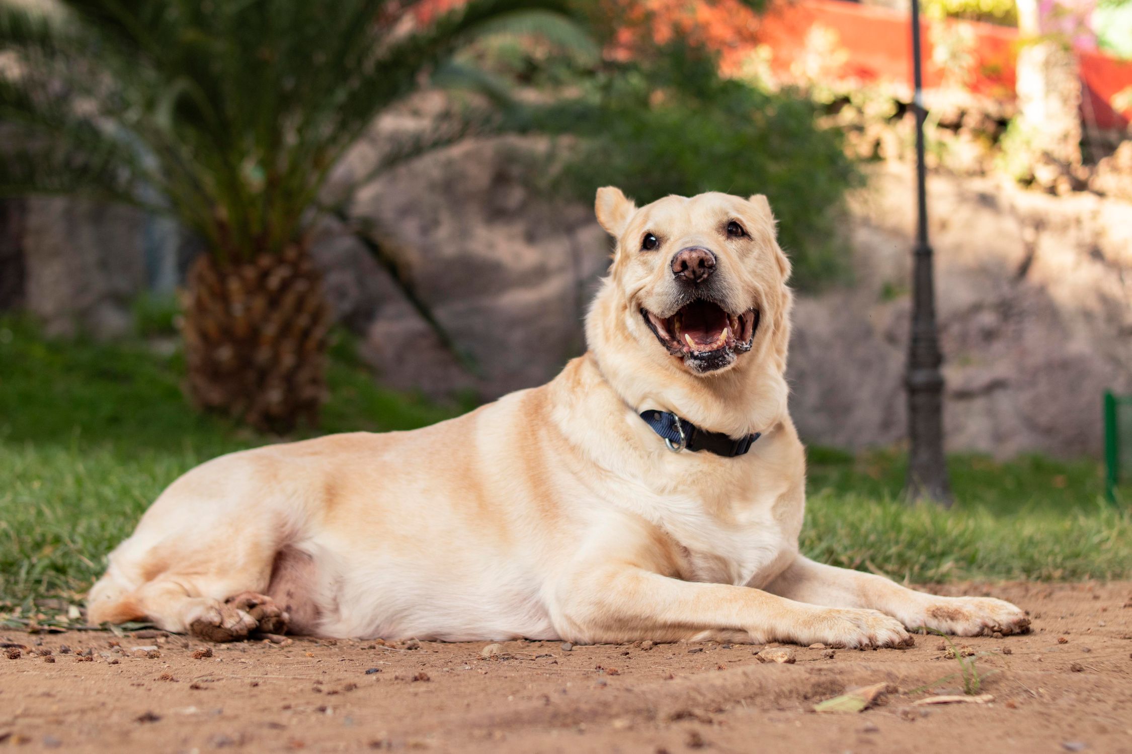 Happy Labrador Retriever lying on the ground outdoors on a sunny day, wearing a collar.