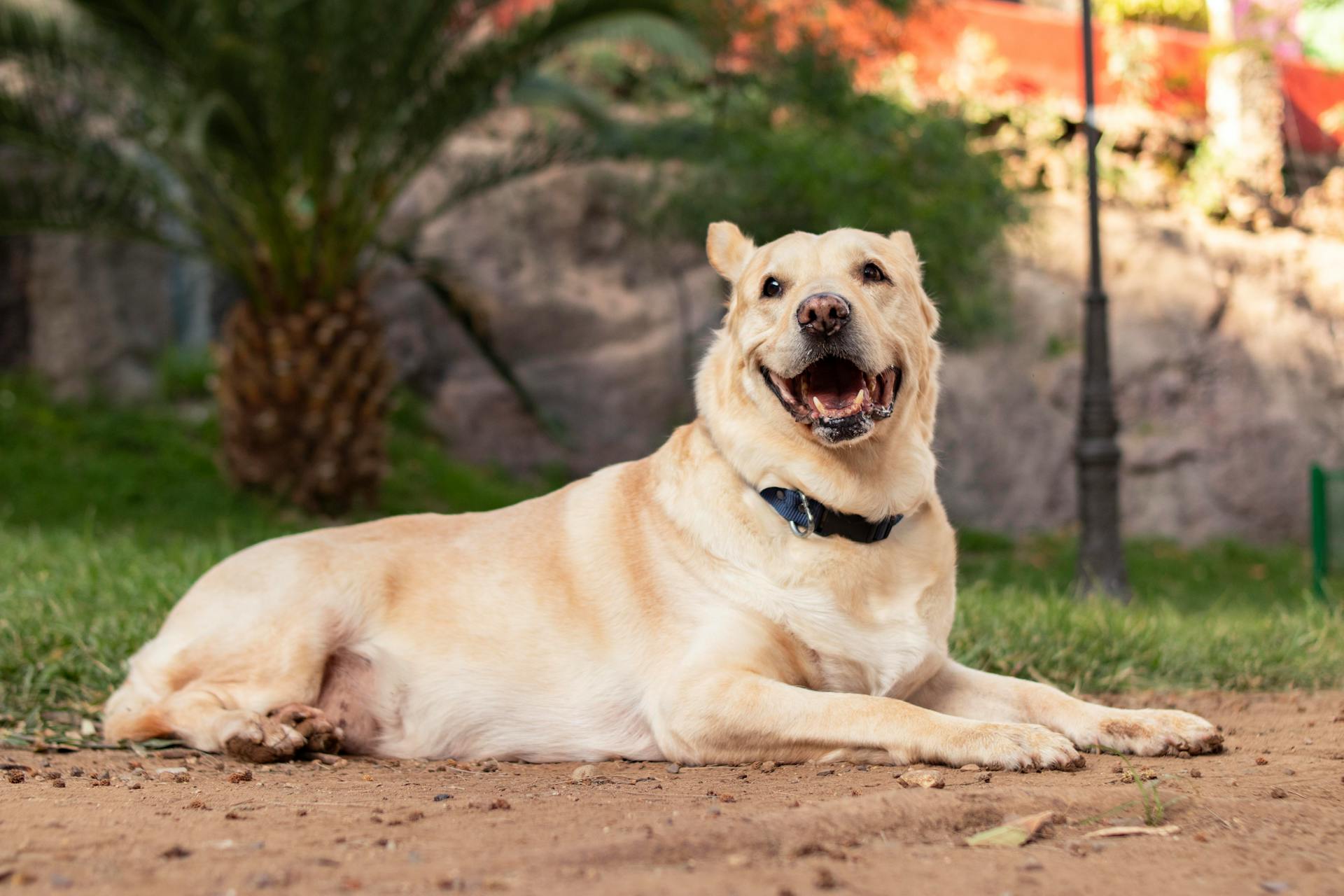 A Dog Lying on the Ground