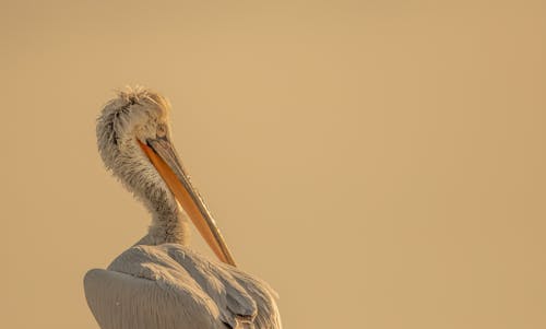 動物攝影, 天性, 野生動物攝影 的 免費圖庫相片