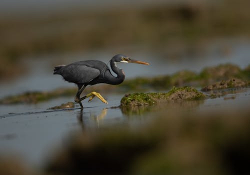 冬季, 印度的鳥類, 印度野生動物 的 免費圖庫相片