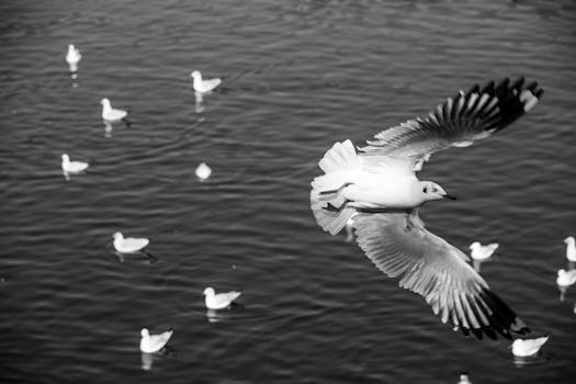 Monochrome image capturing seagulls flying over a calm sea surface, highlighting natural beauty.