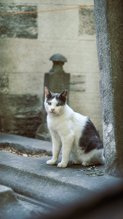 Free A white and black cat sitting in an alley, showcasing curiosity and elegance. Stock Photo