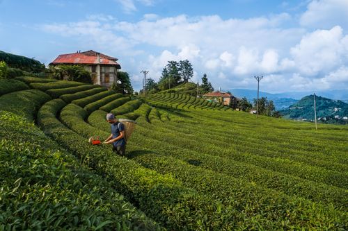 Free A tea farmer harvesting in the vibrant green fields of Rize, Türkiye, under a bright, clear sky. Stock Photo