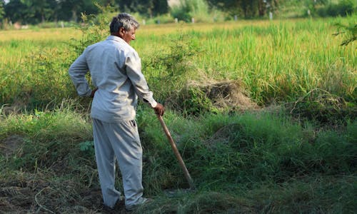 Farmer Standing in a Green Field