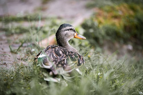 A duck sitting in the grass