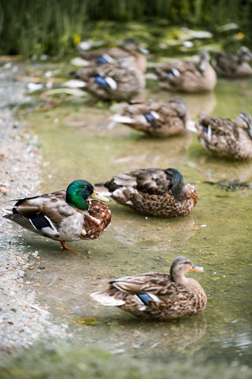 A group of ducks standing in a pond