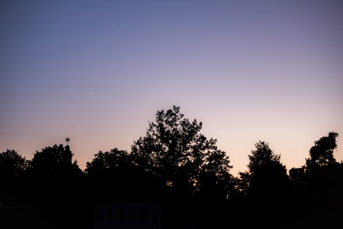 Foto d'estoc gratuïta de a l'aire lliure, alba, arbre