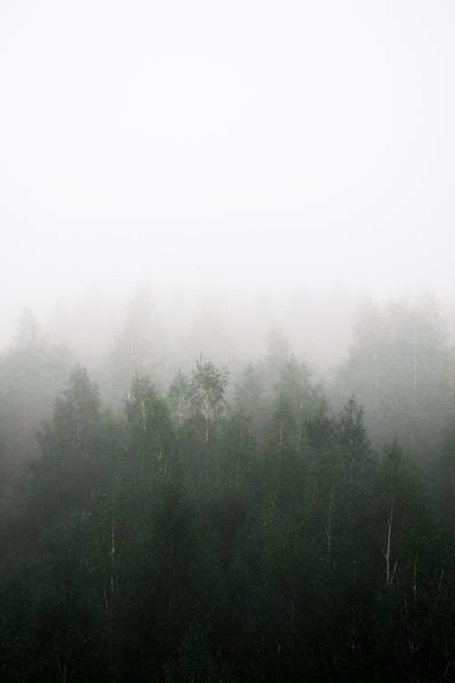 Coniferous Forest Covered with Fog 
