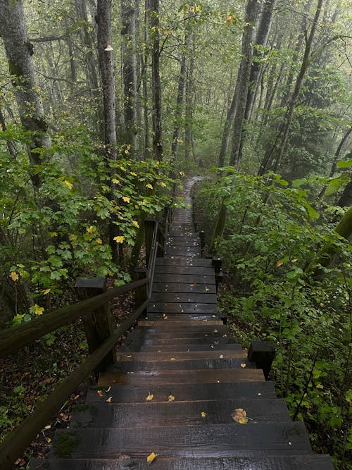Wooden Stairs in a Forest