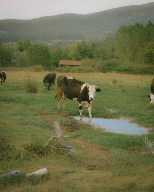 Kostenloses Stock Foto zu bauernhof, gras, grasen