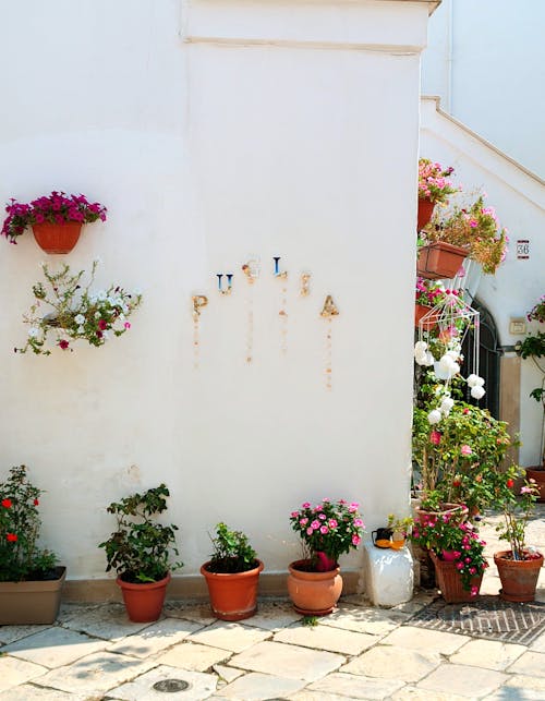 A white wall with potted plants and flowers