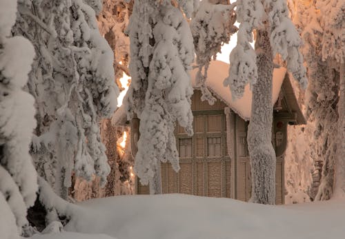 Kostnadsfri bild av barrträd, byggnad, frost