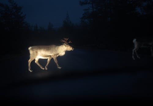 Darmowe zdjęcie z galerii z arktyczny, dzika przyroda, kiruna