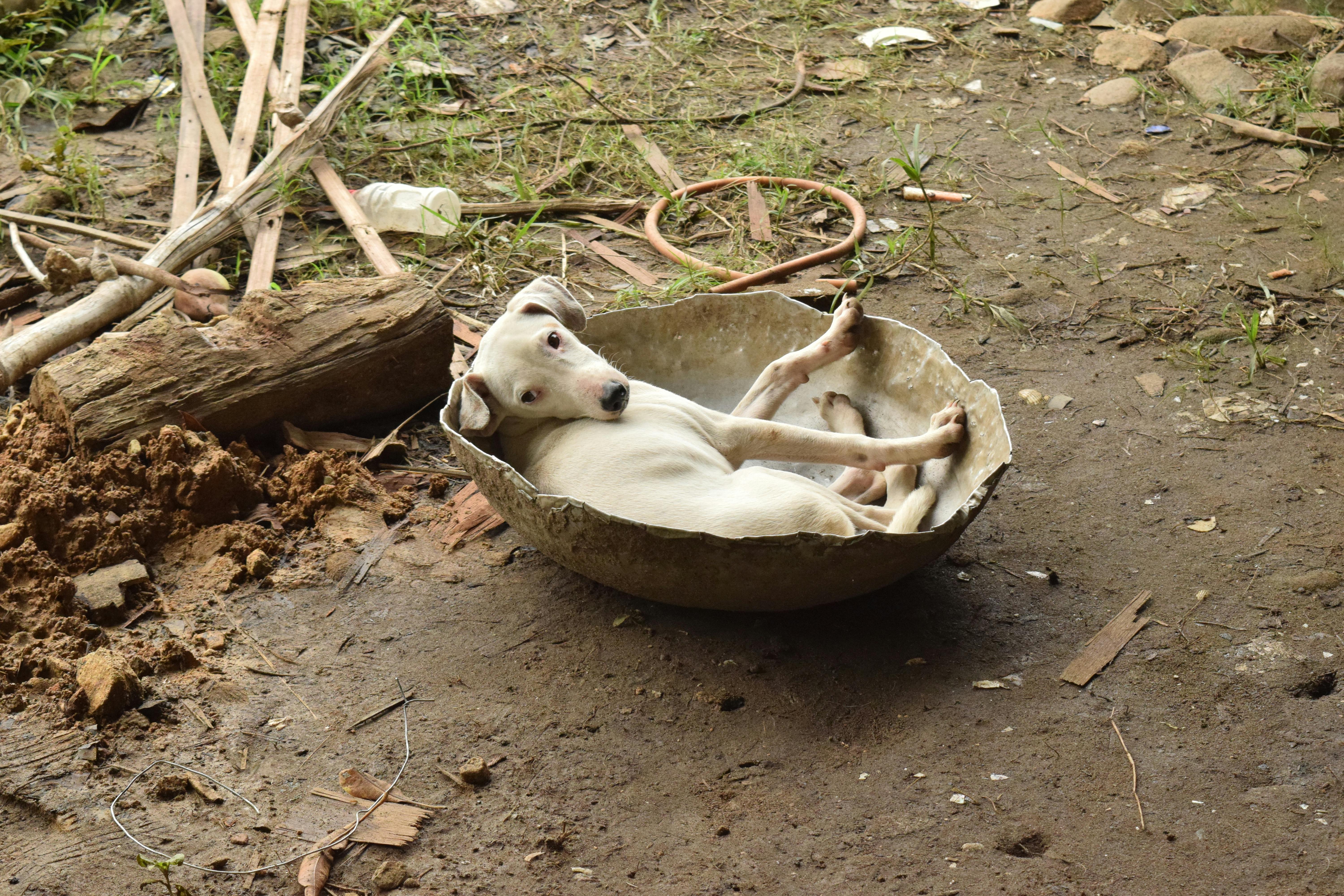 Free stock photo of dog, doggo, farm