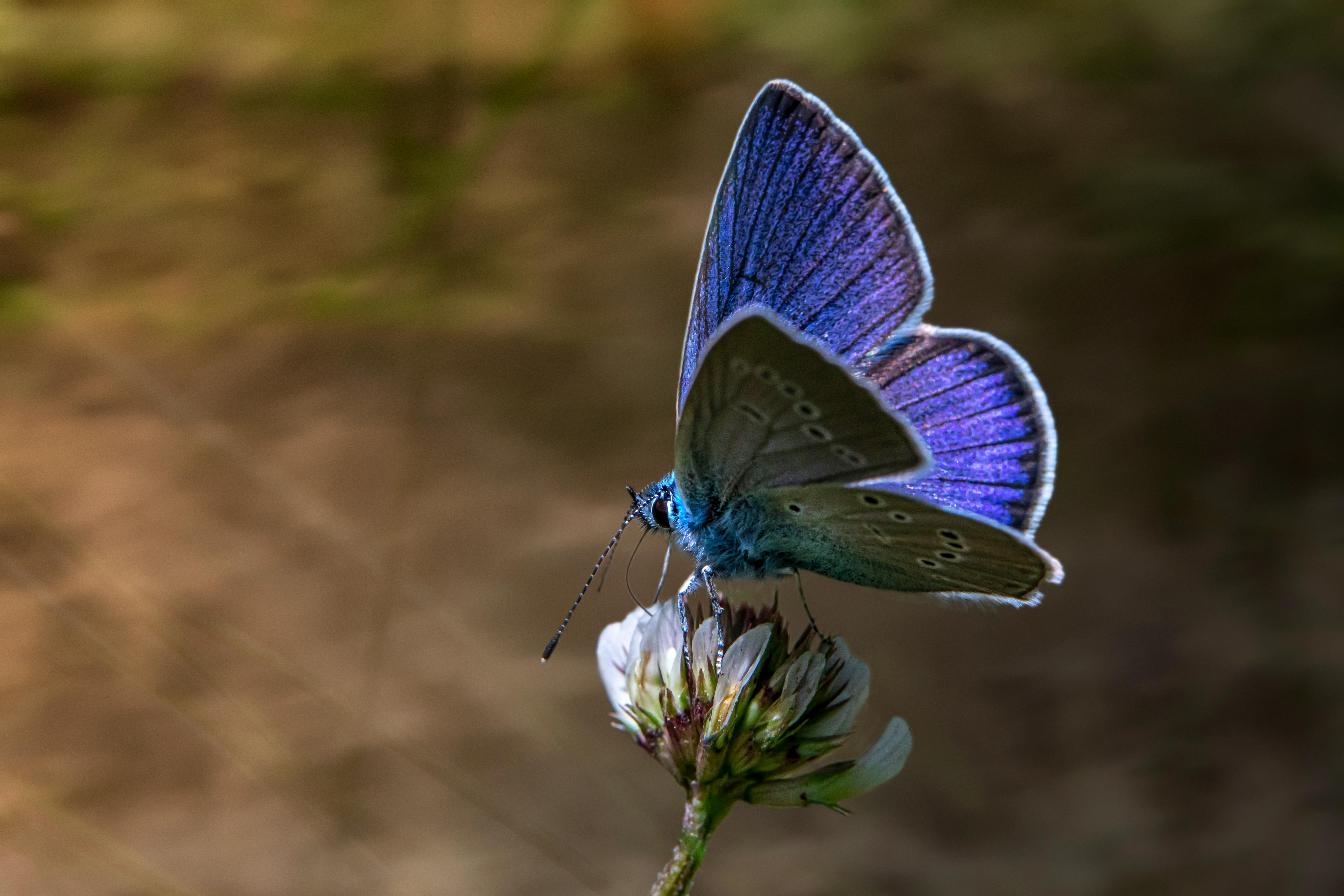 A blue butterfly sitting on top of a flower · Free Stock Photo