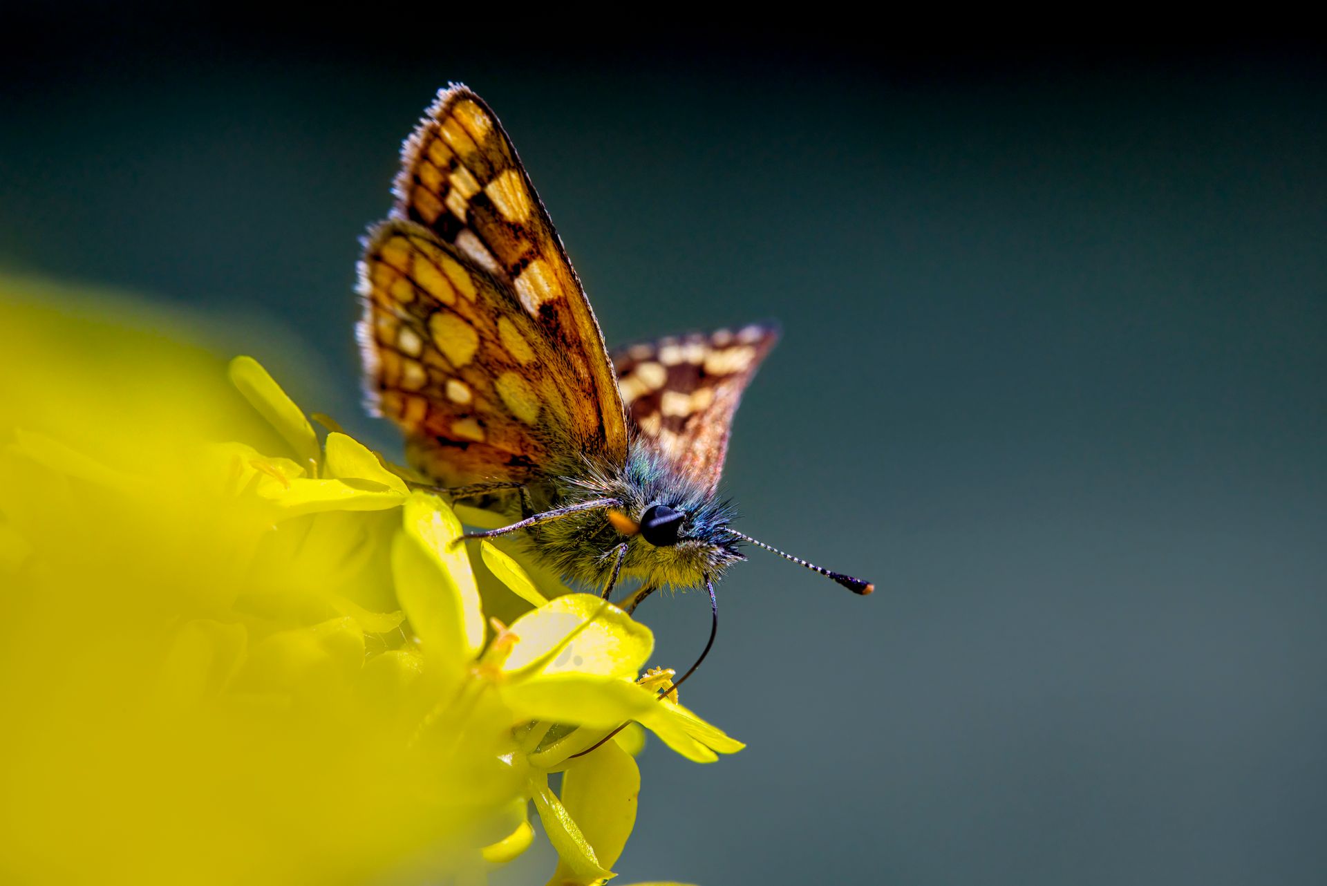 A small butterfly sitting on top of yellow flowers