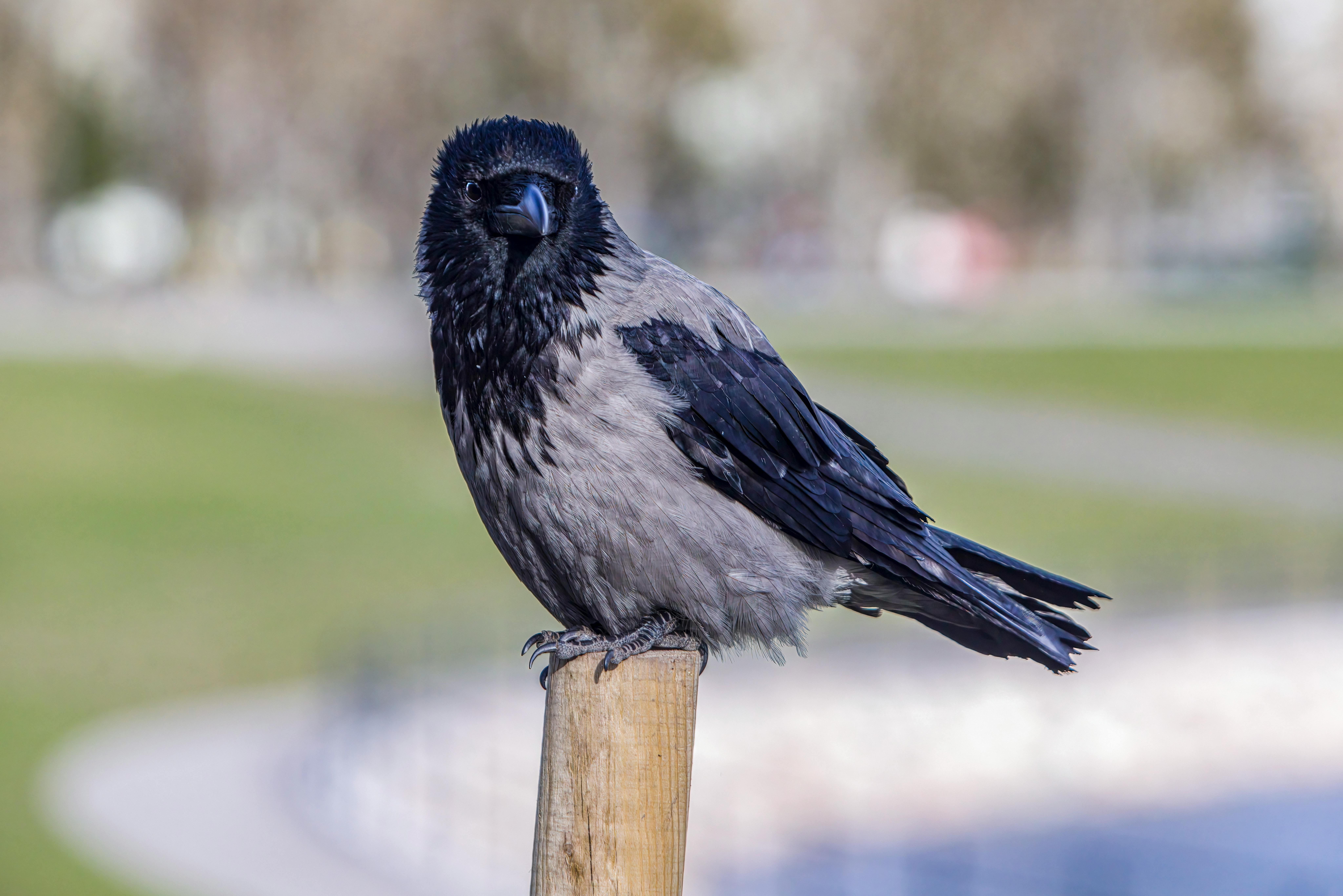 A black and gray bird sitting on a wooden post