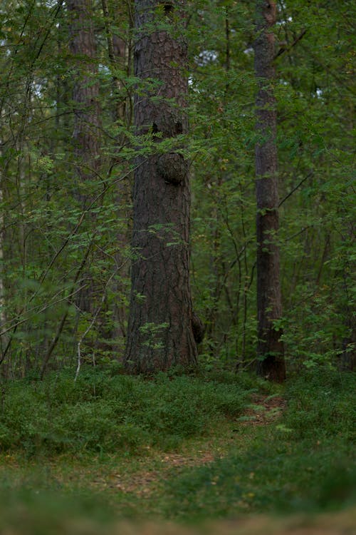 Безкоштовне стокове фото на тему «вертикальні постріл, глибокий, дерева»
