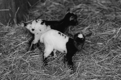 Baby Goats in a Barn 