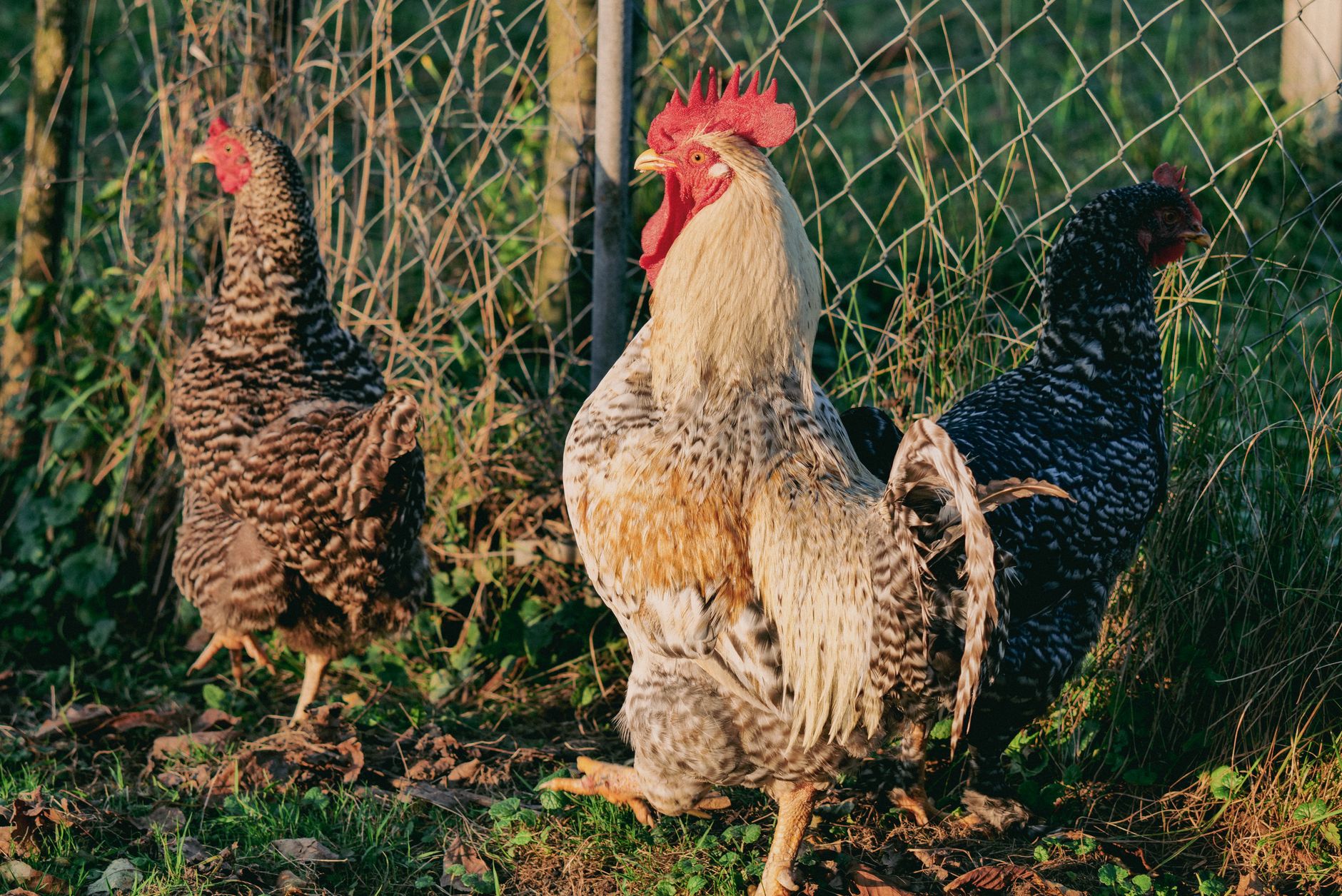 Integrating Chickens into Your Edible Garden: Fencing, Rotational Foraging, and Targeted Pest Control for Mutual Benefit Without Destruction