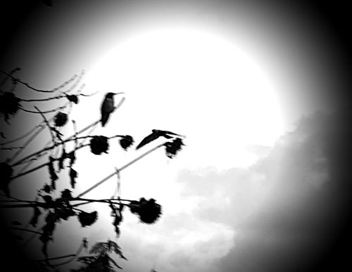 Free stock photo of autumn, birds, black and white Stock Photo