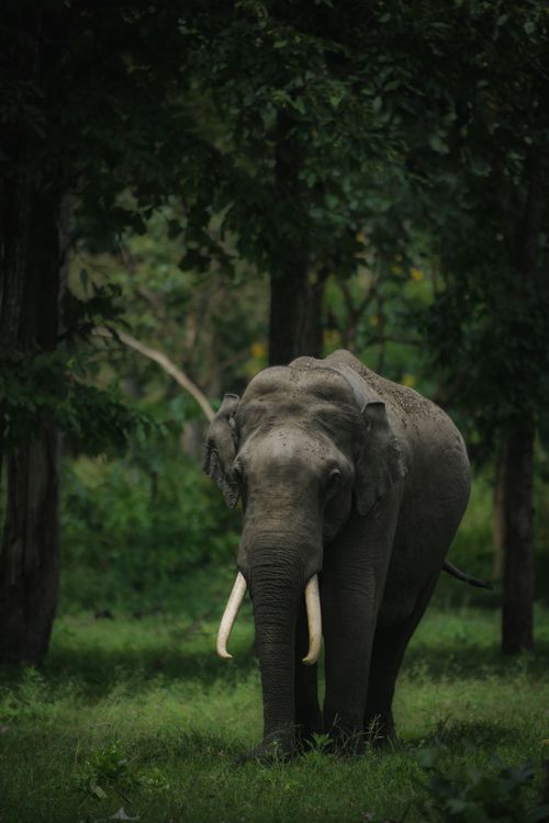 Free A majestic Asian elephant in its natural forest habitat. Perfect for wildlife photography enthusiasts. Stock Photo