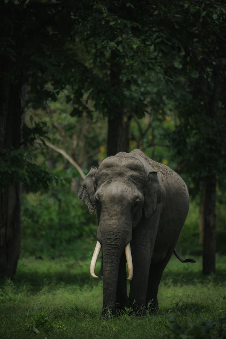 Elephant In Nature