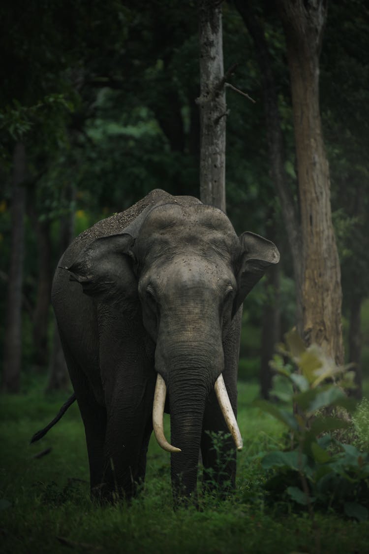 Elephant In Forest