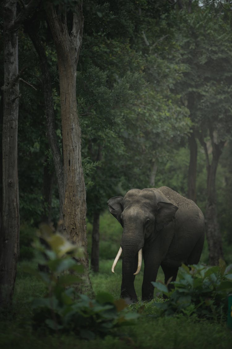 Elephant Among Trees In Forest