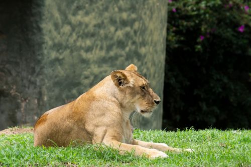 Free Captivating portrait of a lioness resting in a natural outdoor habitat, showcasing its strength and beauty. Stock Photo