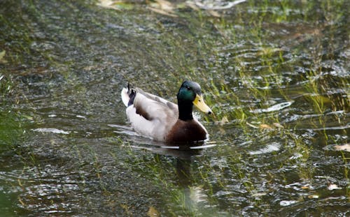 Mallard Duck Swimming through Lake