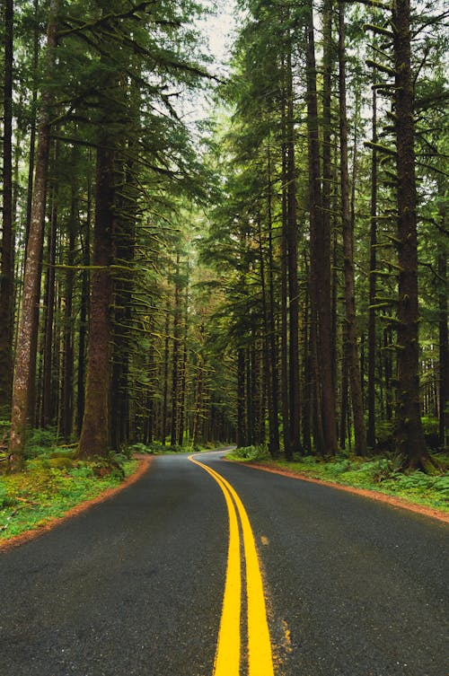 Empty Road in Evergreen Forest