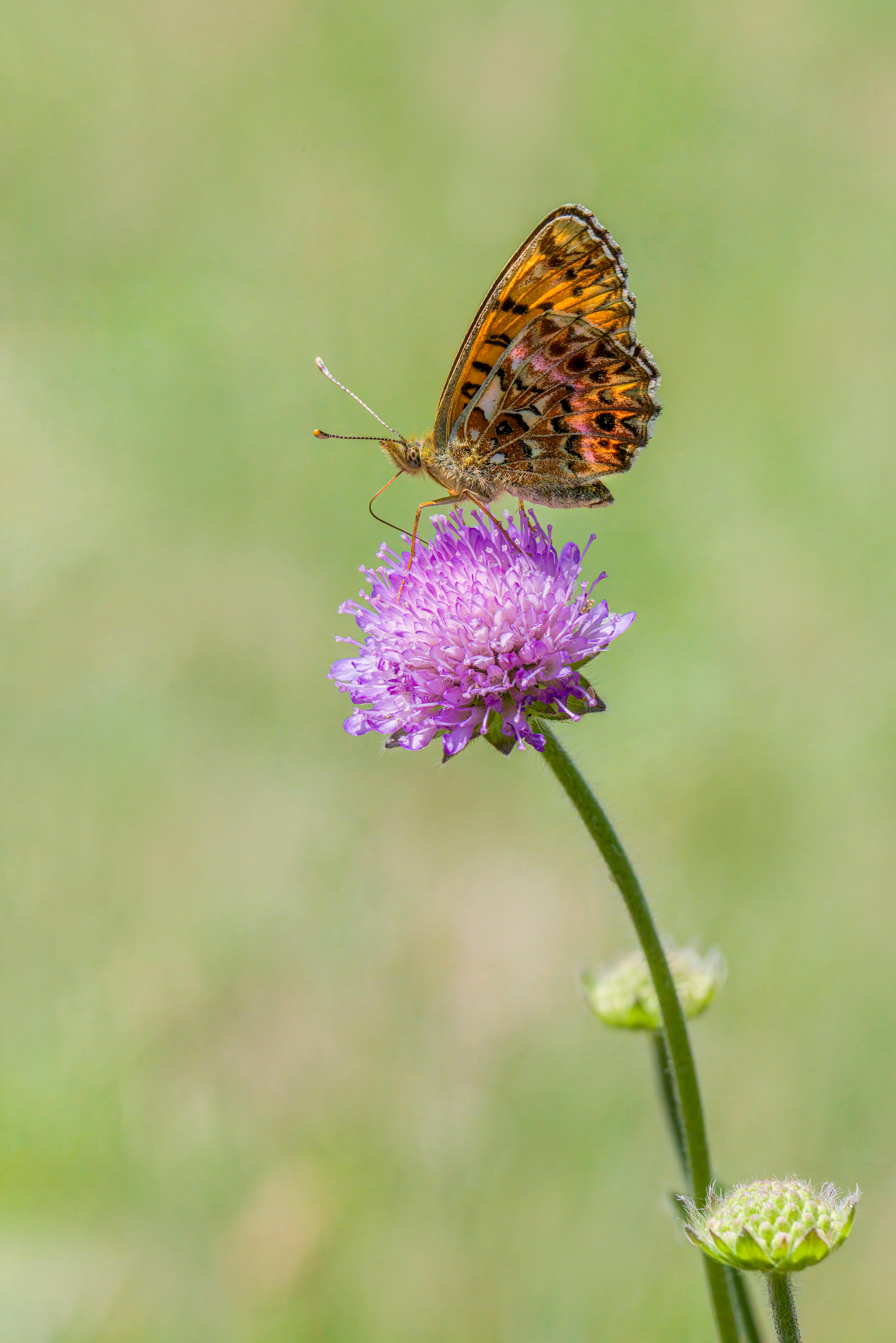 a small butterfly sitting on top of a purple flower