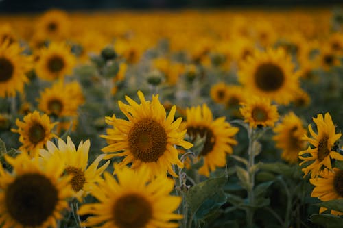 Field of Sunflowers