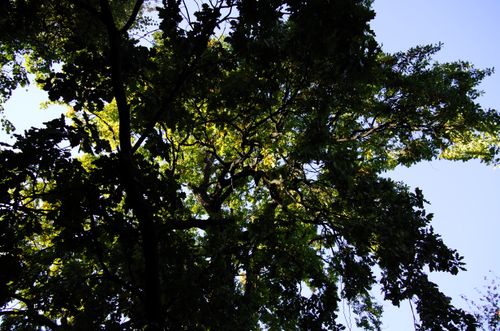 Free Sunlight filtering through a dense, leafy tree canopy on a clear summer day. Stock Photo