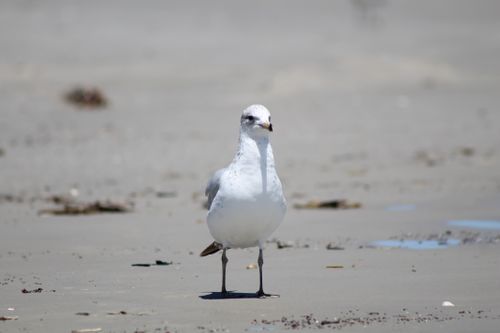 Free A solitary seagull stands on a sandy beach under clear skies, representing wildlife in nature. Stock Photo
